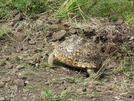 Krüger Nationalpark